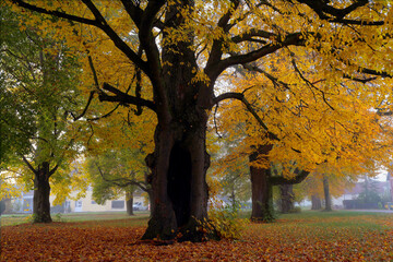Alte Lindenbäume im Herbst, Herbstfärbung, Bayern, Deutschland, Europa