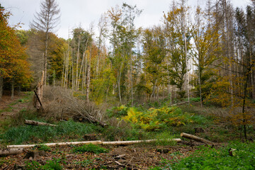 Gefällte Bäume im Naturschutzgebiet Elsebachtal, Schwerte, Nordrhein-Westfalen, Deutschland, Europa