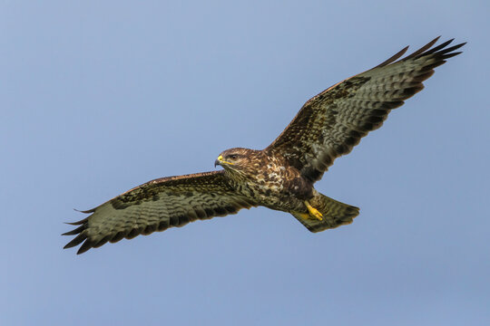 Buizerd ssp rothschildi; Azores Common Buzzard; Buteo buteo rothschildi