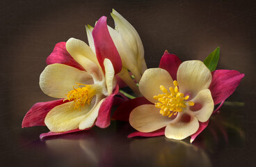 bouquet of red and yellow flowers on a dark background