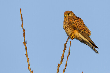 Torenvalk, Common Kestrel, Falco tinnunculus