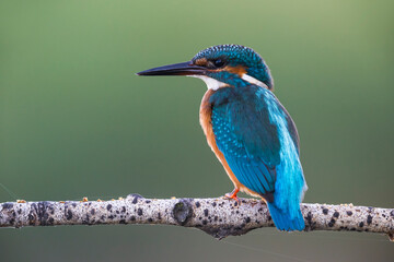 IJsvogel; Common Kingfisher; Alcedo atthis