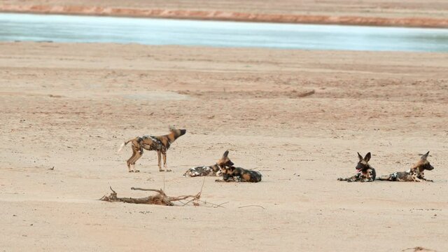 pack of playful African wild dog (Lycaon pictus) or painted dog at Luangwa River, South Luangwa National Park, Mfuwe, Zambia, Africa