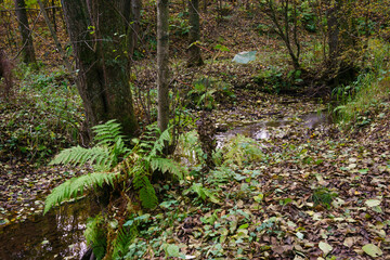 Fototapeta premium Naturschutzgebiet Elsebachtal, Schwerte, Nordrhein-Westfalen, Deutschland, Europa