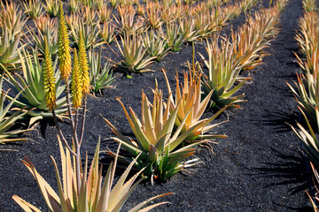 Aloe Vera Pflanzen, Anbau auf Lavagestein, Heilpflanze und Nutzpflanze, Insel Lanzarote, Kanaren, Spanien, Europa