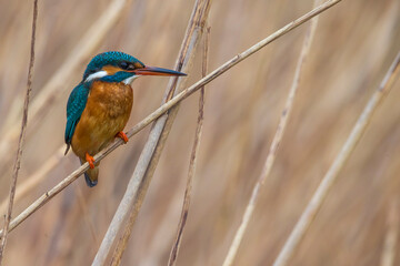 IJsvogel; Common Kingfisher; Alcedo atthis