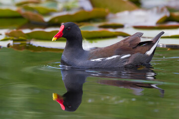 Waterhoen; Common Moorhen; Gallinula chloropus