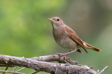 Nachtegaal; Nightingale; Luscinia megarhynchos