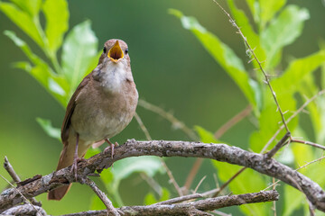 Nachtegaal; Nightingale; Luscinia megarhynchos
