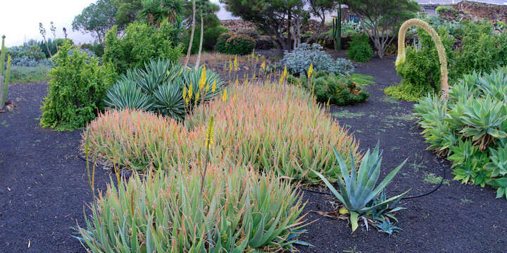 Garten mit verschiedenen Sukkulenten, Euphorbien und Kakteen, Insel Lanzarote, Kanaren, Spanien, Europa