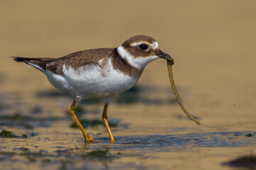 Bontbekplevier; Common Ringed Plover; Charadrius hiaticula