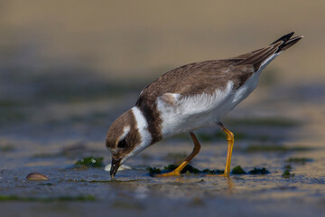 Bontbekplevier; Common Ringed Plover; Charadrius hiaticula