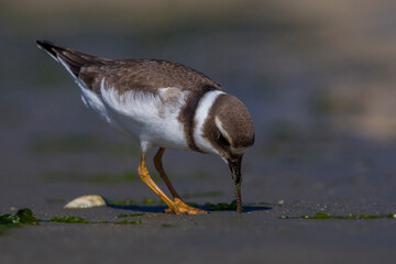 Bontbekplevier; Common Ringed Plover; Charadrius hiaticula