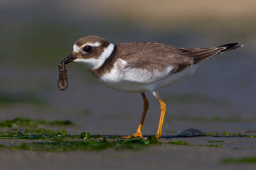 Bontbekplevier; Common Ringed Plover; Charadrius hiaticula
