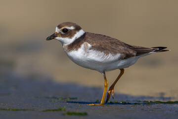 Bontbekplevier; Common Ringed Plover; Charadrius hiaticula