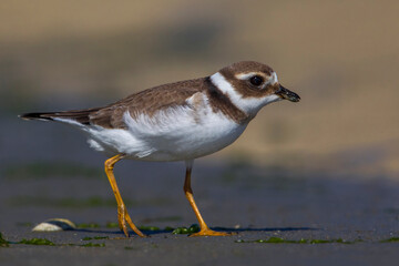 Bontbekplevier; Common Ringed Plover; Charadrius hiaticula