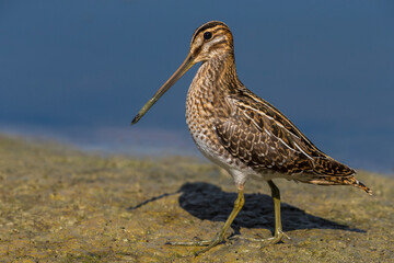 Watersnip; Common Snipe; Gallinago gallinago
