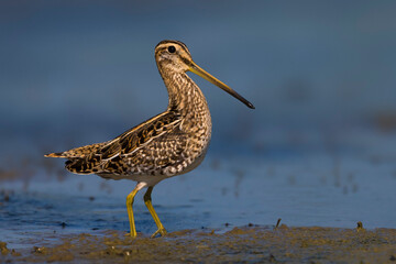 Watersnip, Common Snipe, Gallinago gallinago