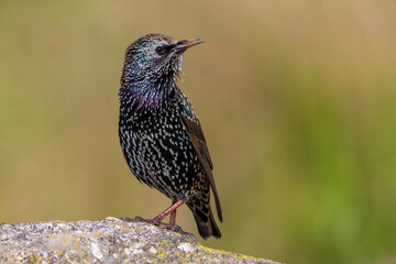 Spreeuw; Common Starling; Sturnus vulgaris granti