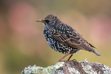 Spreeuw ssp granti; Common Starling; Sturnus vulgaris granti