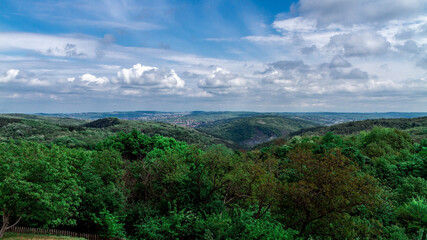 Mystical forest. Dark green forest in the summertime.