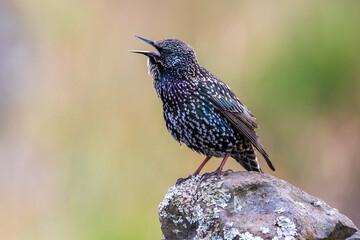 Spreeuw ssp granti; Common Starling; Sturnus vulgaris granti