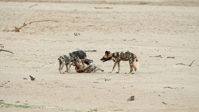 pack of playful African wild dog (Lycaon pictus) or painted dog at Luangwa River, South Luangwa National Park, Mfuwe, Zambia, Africa