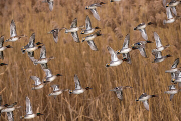 Wintertaling, Common Teal, Anas crecca