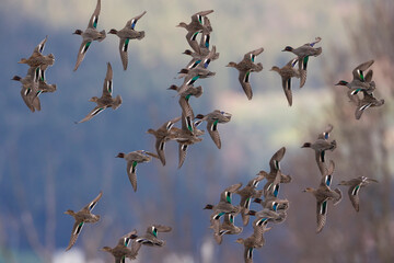 Wintertaling, Common Teal, Anas crecca