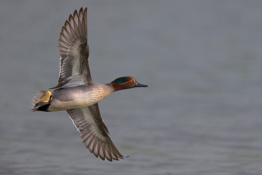 Wintertaling, Common Teal, Anas crecca