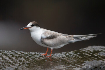 Visdief; Common tern; Sterna hirundo