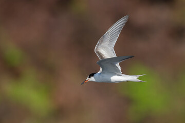 Visdief; Common tern; Sterna hirundo