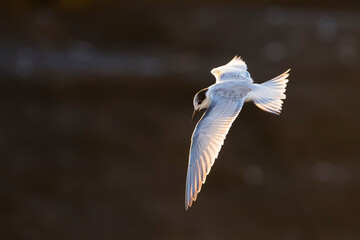 Visdief; Common Tern; Sterna hirundo