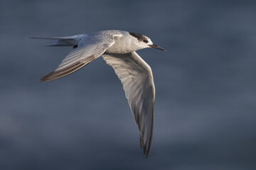 Visdief; Common Tern; Sterna hirundo
