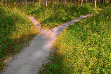 A wide trail in the forest, among the grass is divided into two narrow, diverging in different...