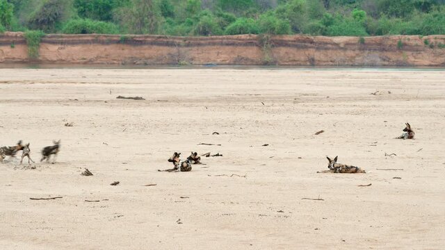 pack of playful African wild dog (Lycaon pictus) or painted dog at Luangwa River, South Luangwa National Park, Mfuwe, Zambia, Africa