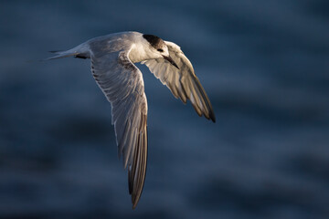Visdief; Common Tern; Sterna hirundo