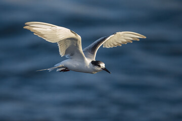 Obraz premium Visdief; Common Tern; Sterna hirundo