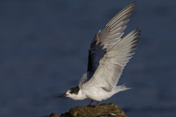 Visdief; Common Tern; Sterna hirundo