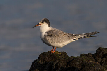 Visdief; Common Tern; Sterna hirundo