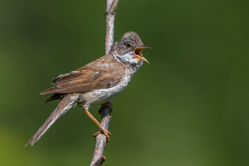 Grasmus; Common Whitethroat; Sylvia communis