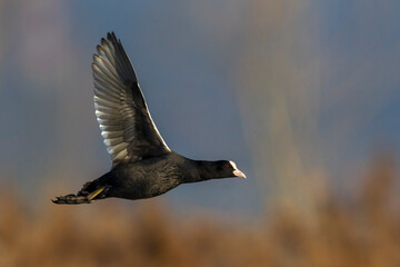 Meerkoet; Eurasian Coot; Fulica atra