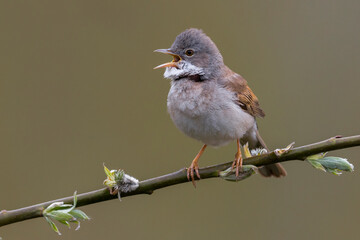 Grasmus, Common Whitethroat, Sylvia communis