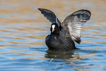 Meerkoet; Eurasian Coot; Fulica atra