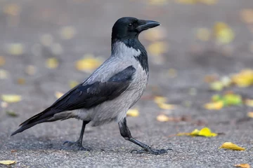 Foto op Aluminium Bonte Kraai  Hooded Crow  Corvus cornix © AGAMI