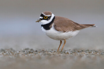 Kleine Plevier; Little Ringed Plover; Charadrius dubius