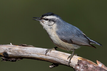 Corsicaanse Boomklever; Corsican Nuthatch; Sitta whiteheadi