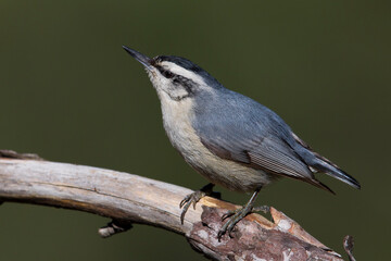 Corsicaanse Boomklever; Corsican Nuthatch; Sitta whiteheadi