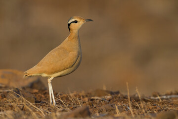 Renvogel; Cursorius cursor; Cream-coloured Courser