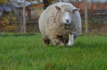 Lamm Schaf  